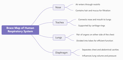 Brace Map of Human Respiratory System