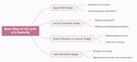 Brace Map of Life Cycle of a Butterfly