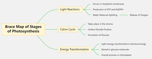 Brace Map of Stages of Photosynthesis