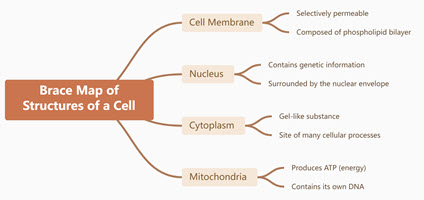Brace Map of Structures of a Cell