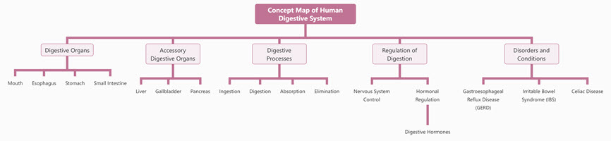 Concept Map of Human Digestive System