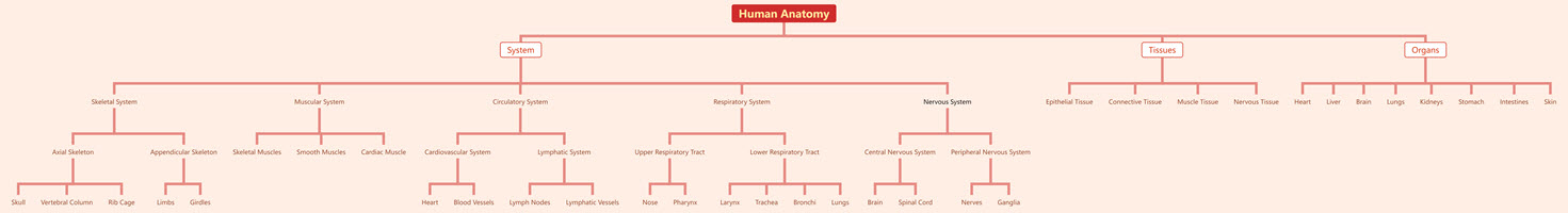 Tree Chart of Human Anatomy